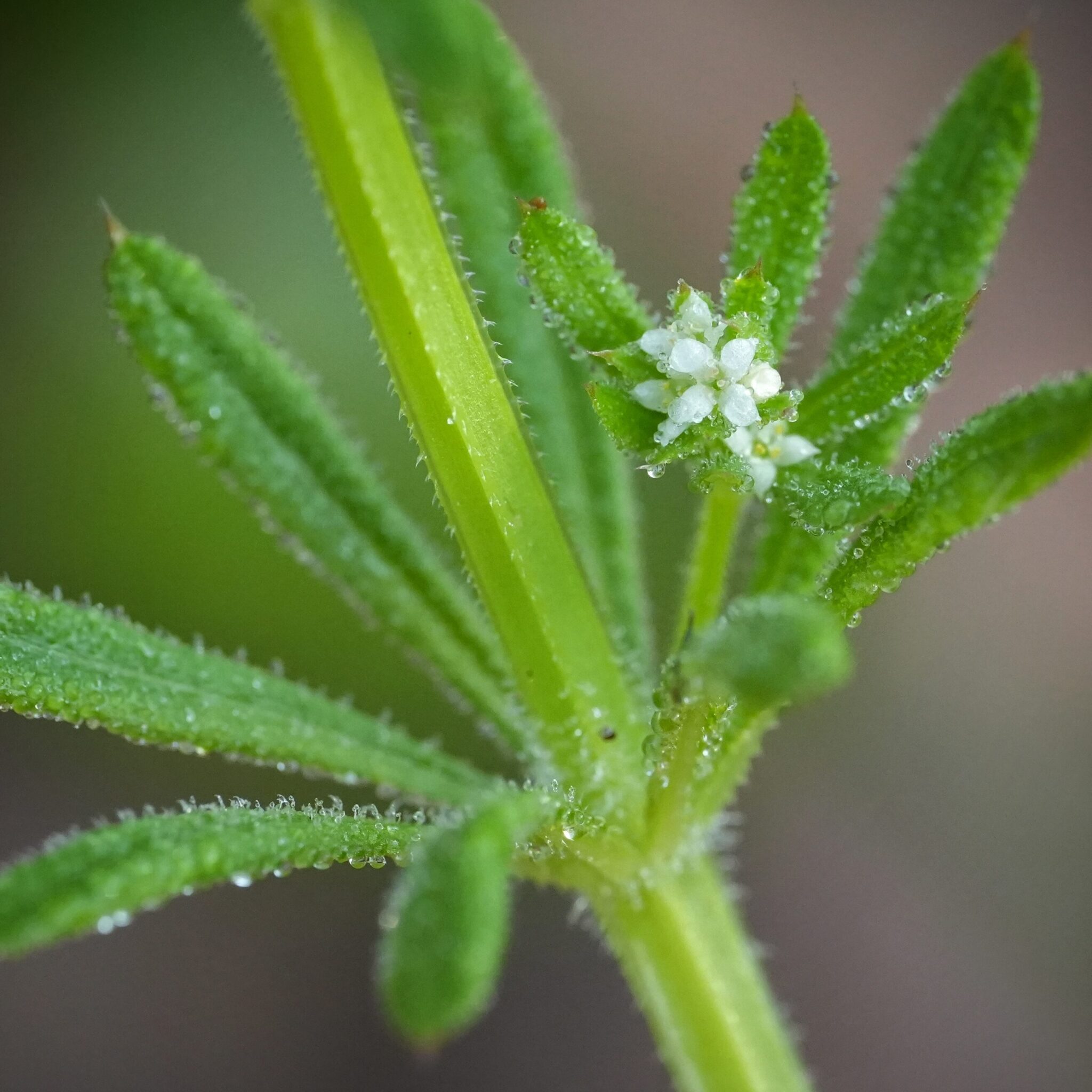 Spring Weeds Are For The Bees Florida Wildflower Foundation