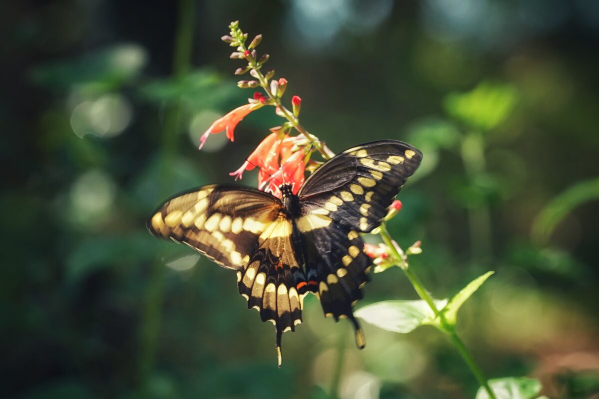 Giant swallowtail butterfly nectaring on Tropical sage.