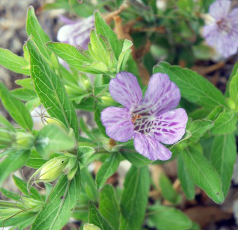 Oblongleaf Twinflower - Florida Wildflower Foundation