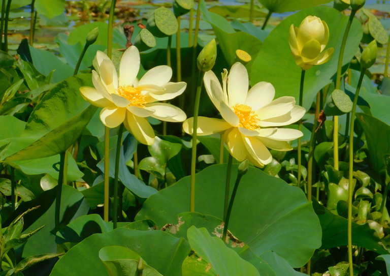 yellow lotus flowers
