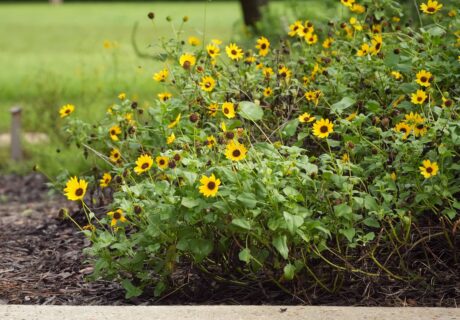 Yellow flowers and green foliage grow in a garden bed with brown mulch, with a grassy background.