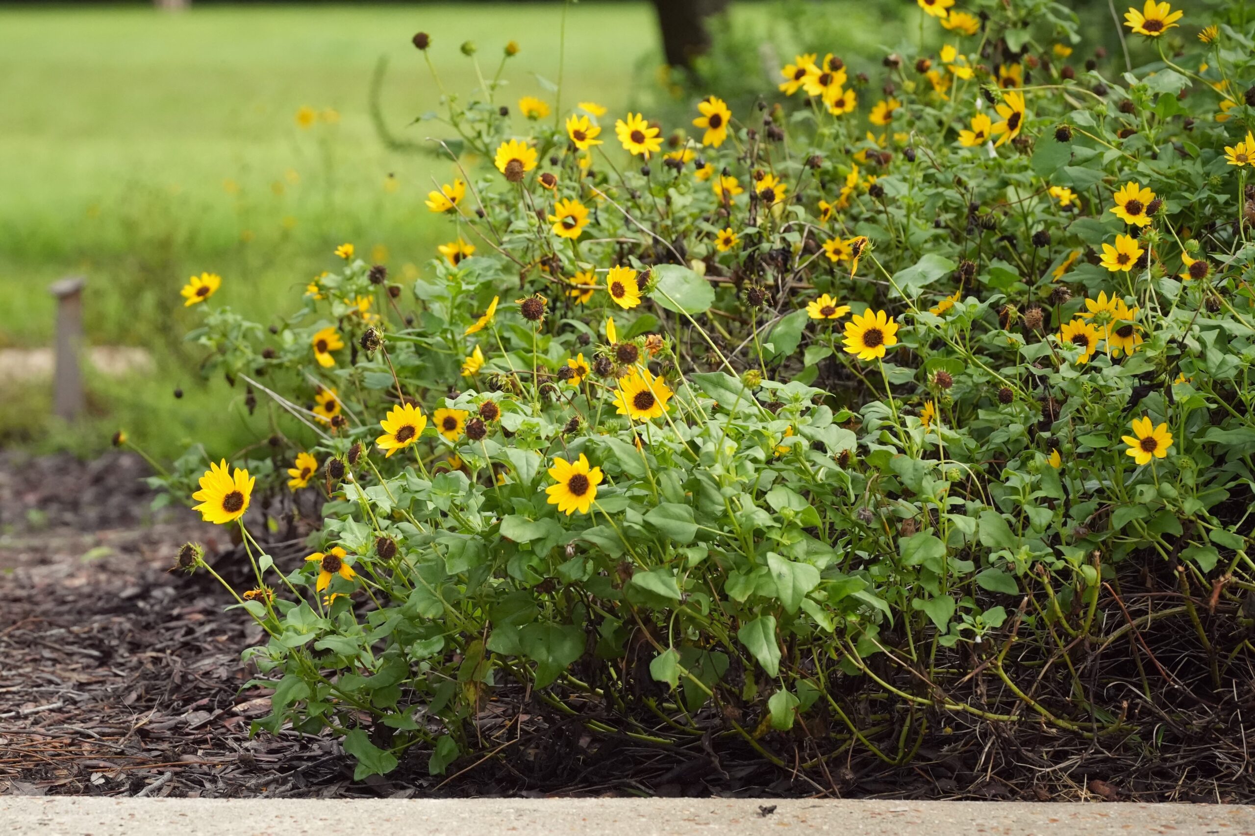 Yellow flowers and green foliage grow in a garden bed with brown mulch, with a grassy background.