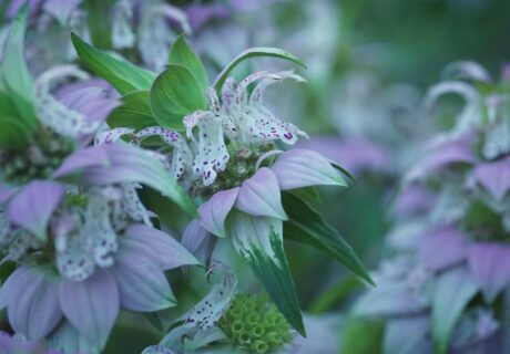 Spotted beebalm flowers.