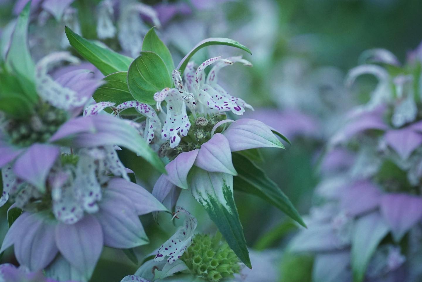 Spotted beebalm flowers.