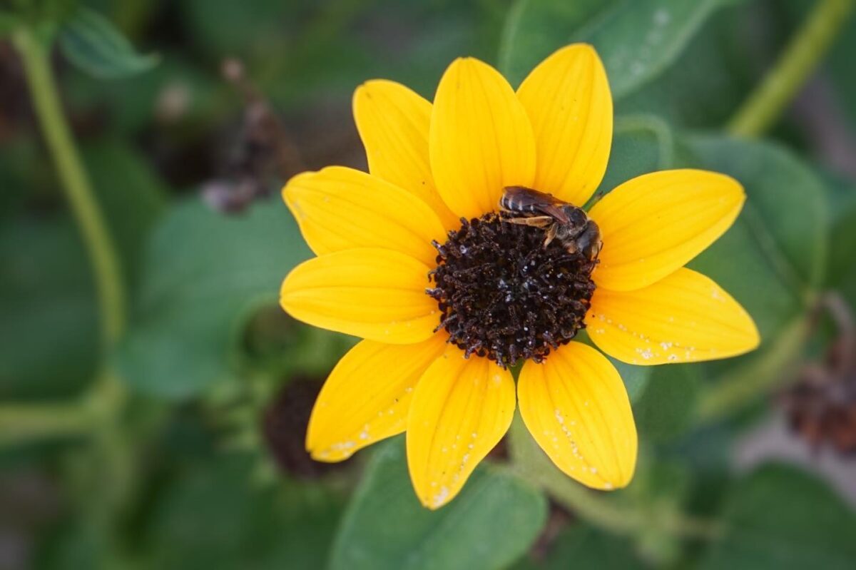 A bee on a bright yellow sunflower with a dark center, surrounded by green leaves.