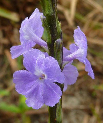 Dry Landscapes - Florida Wildflower Foundation