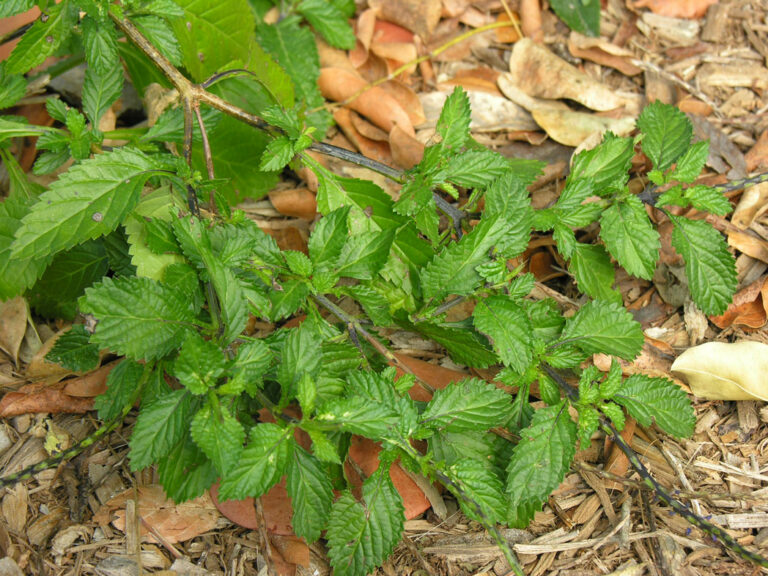 Blue porterweed - Florida Wildflower Foundation