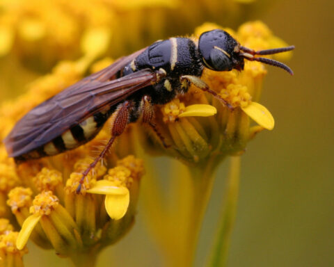 Narrowleaf yellowtops - Florida Wildflower Foundation