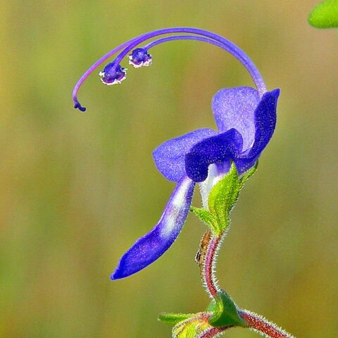 Forked bluecurls - Florida Wildflower Foundation