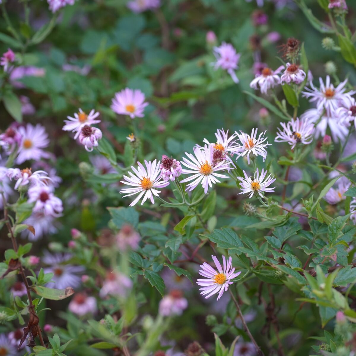 Climbing aster in bloom.