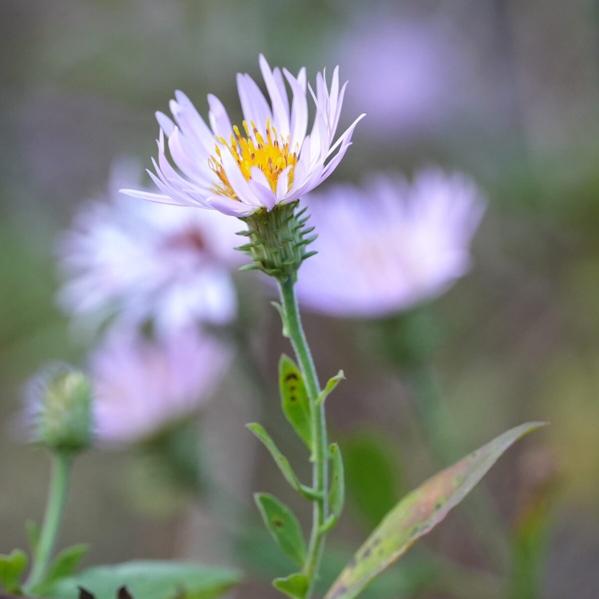 Side profile of a Climbing aster flower.