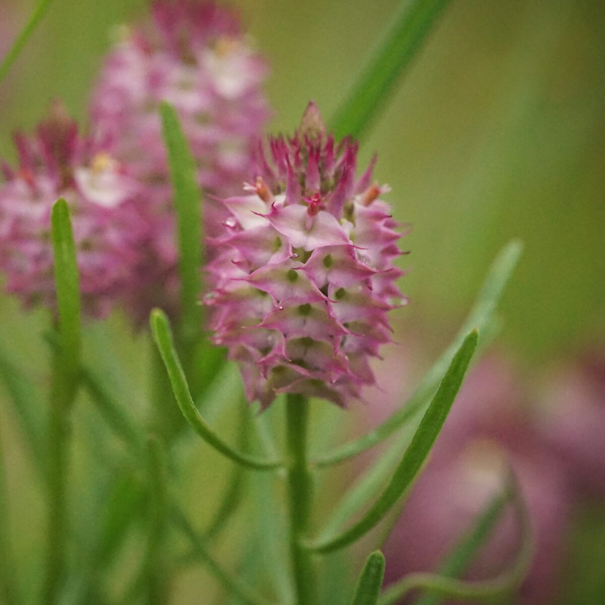 Side profile of drumhead flower with stem and leaves.