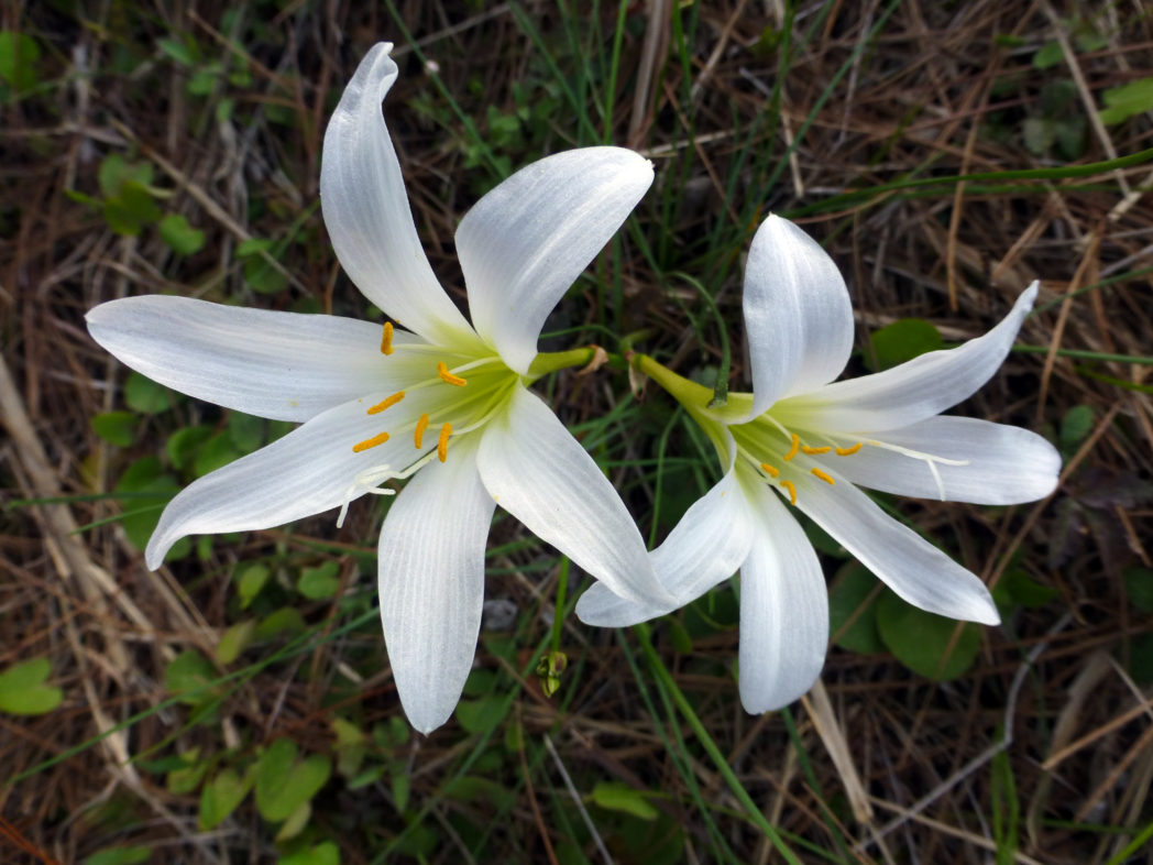 Easter Lily History & Meaning of Easter Lilies | 1800Flowers Petal Talk