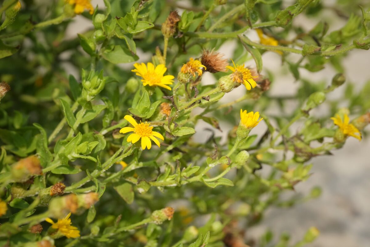 Camphorweed plant in flower.