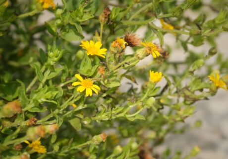 Camphorweed plant in flower.