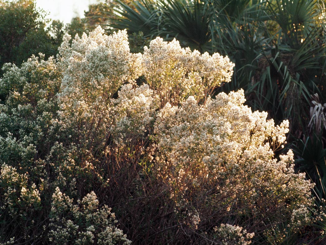 Saltbush Florida Wildflower Foundation