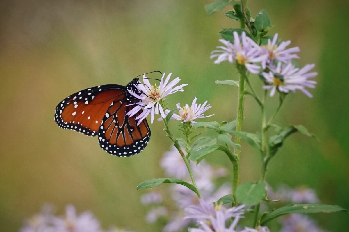 A Queen butterfly visiting Elliot's aster flowers. 