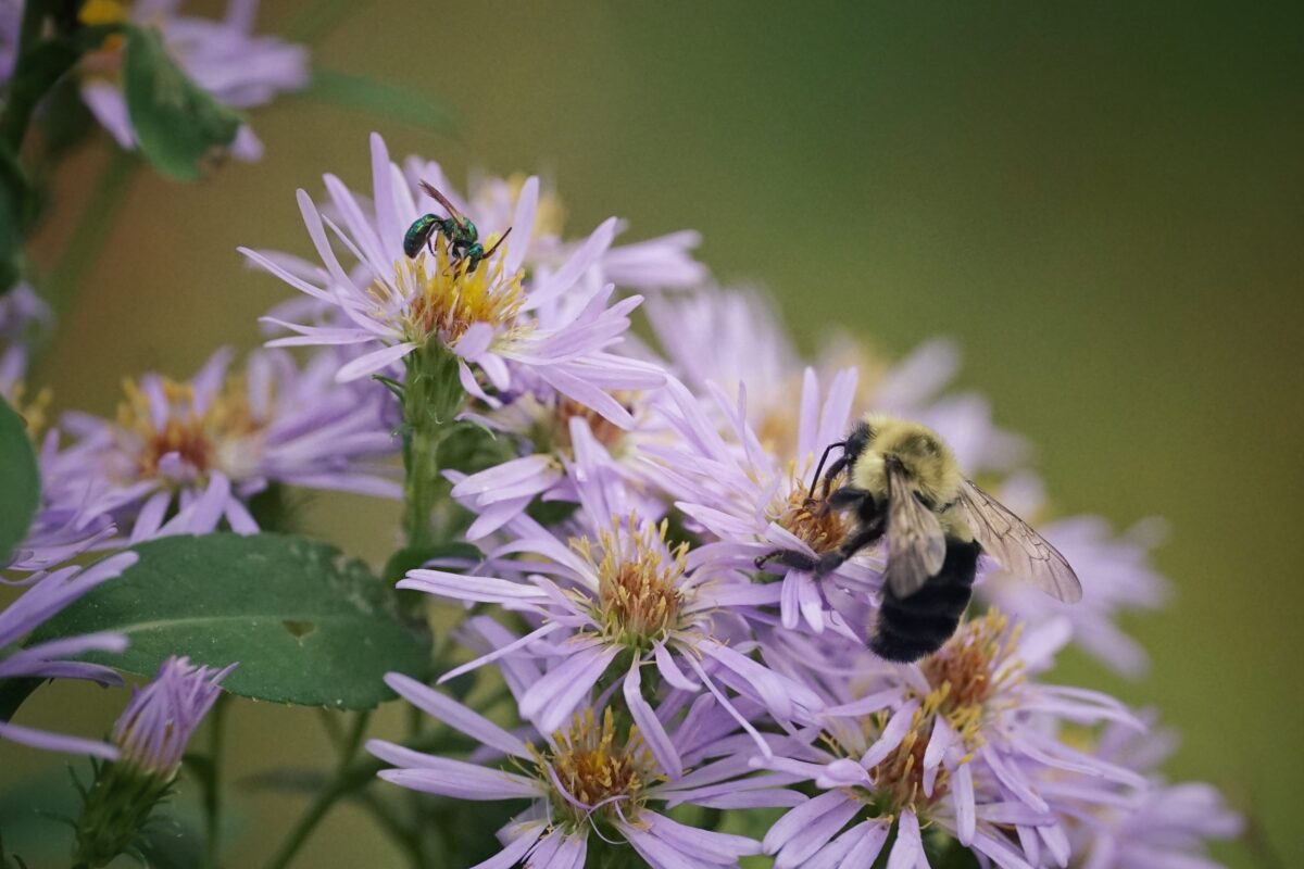 Bees visiting Elliot's aster flowers. 