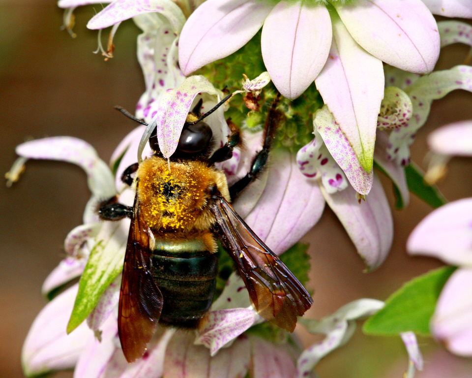 Carpenter bees - Florida Wildflower Foundation