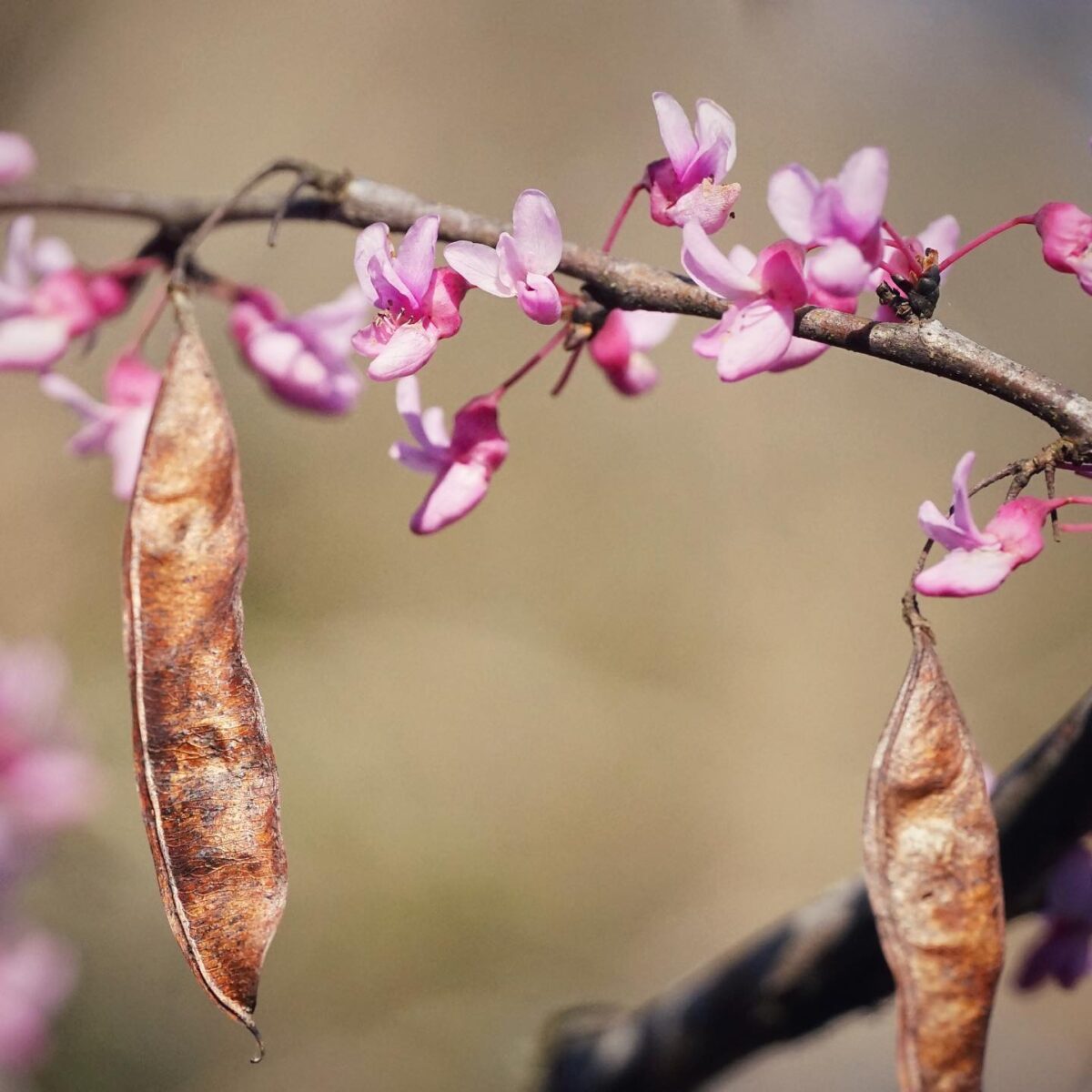 Redbud's pink flowers and spent seed pods. 