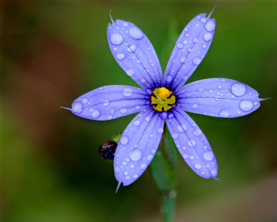 Blue eyed Grass Florida Wildflower Foundation