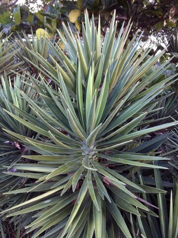 Spanish bayonet - Florida Wildflower Foundation