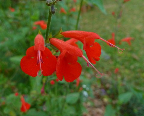 Tropical sage - Florida Wildflower Foundation