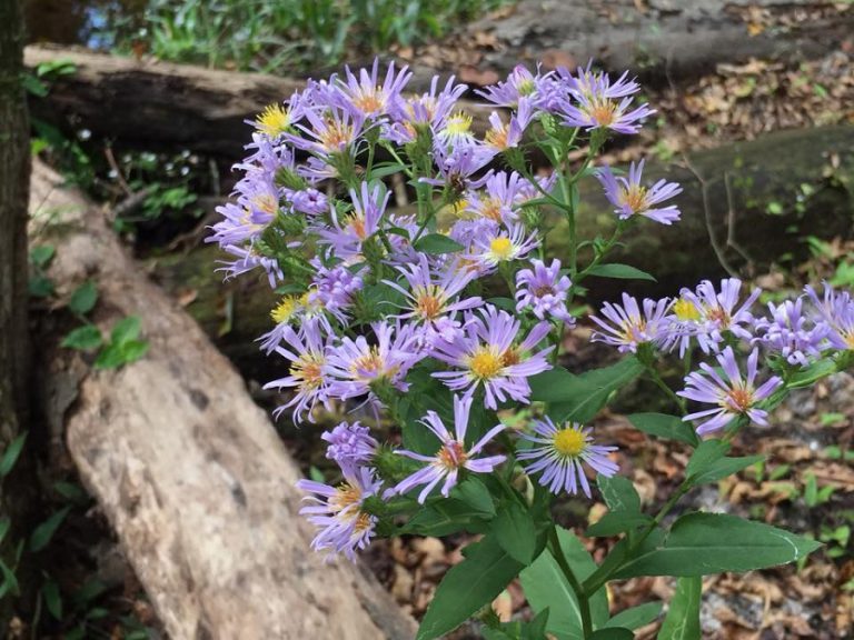 Elliott's aster flowers