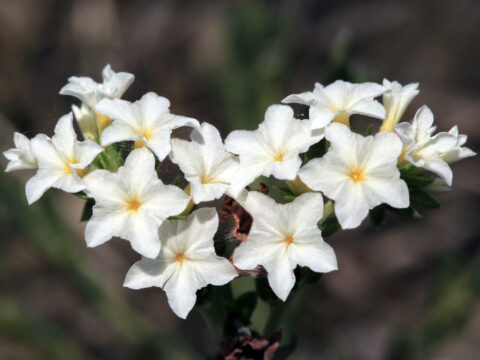 Pineland heliotrope - Florida Wildflower Foundation