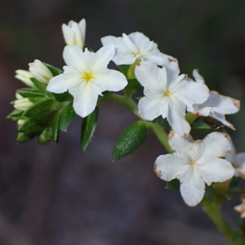 Pineland heliotrope - Florida Wildflower Foundation