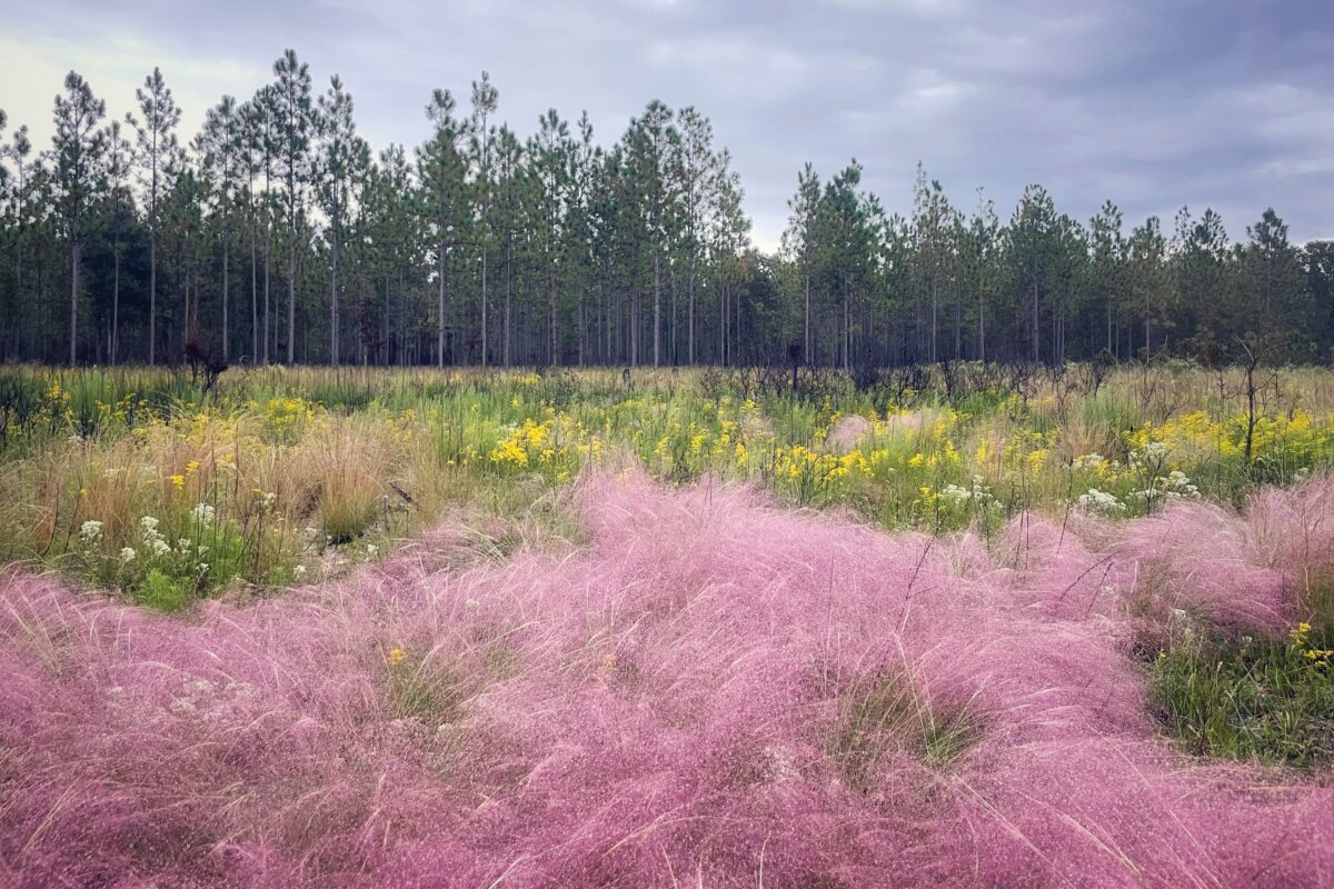 Muhlygrass in full bloom.