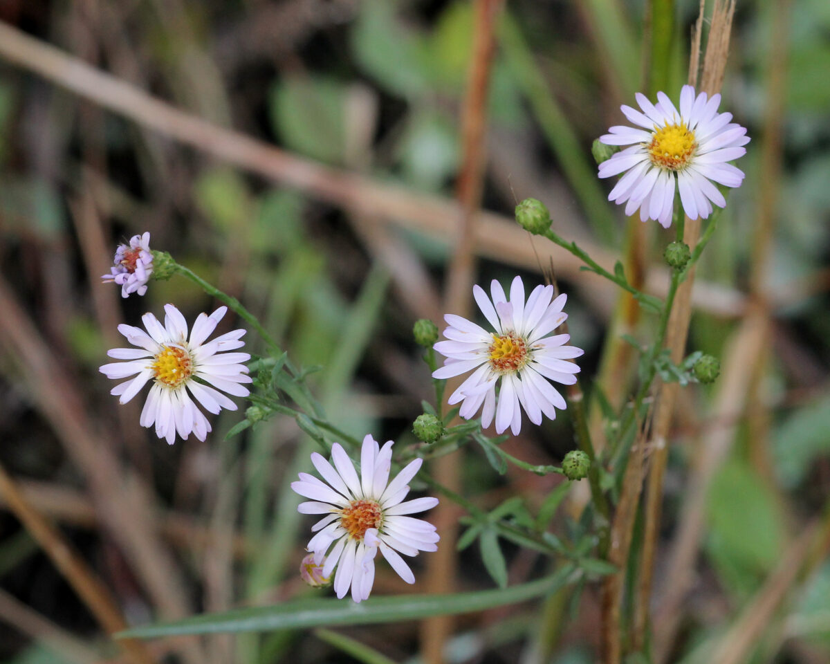 Rice button aster blooming in the forest. 