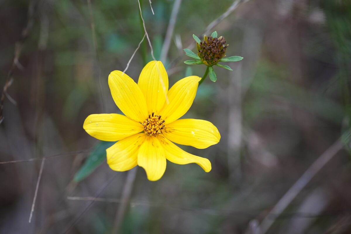 Smallfruit beggarticks in flower.