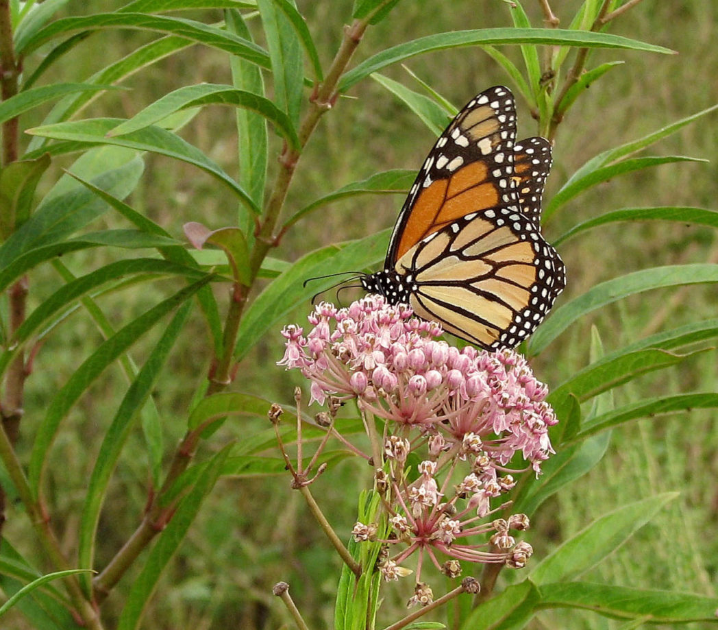 Prisoners help Monarchs while learning research, horticulture ...