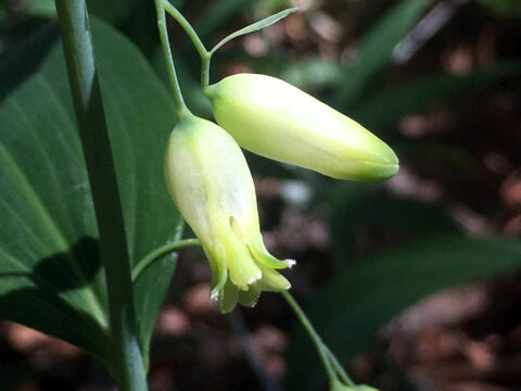 Shady landscapes - Florida Wildflower Foundation