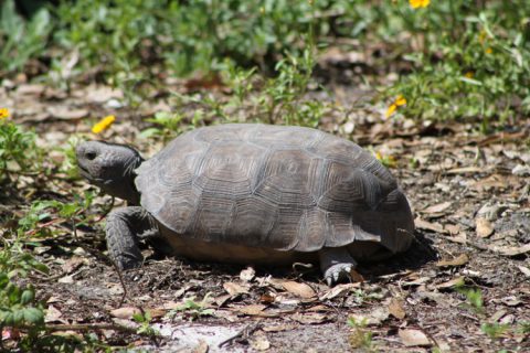 Gopher tortoises love wildflowers, too! - Florida Wildflower Foundation