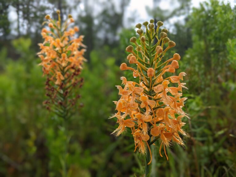 Close-up of vibrant orange fringed orchid flowers, with softly blurred greenery in background.