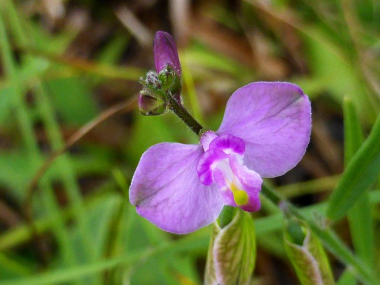 Showy milkwort - Florida Wildflower Foundation