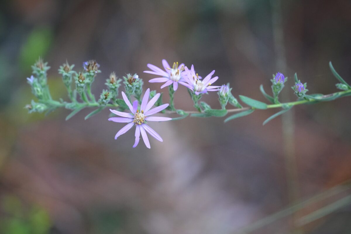 Eastern silver aster blooming on a forest trail.