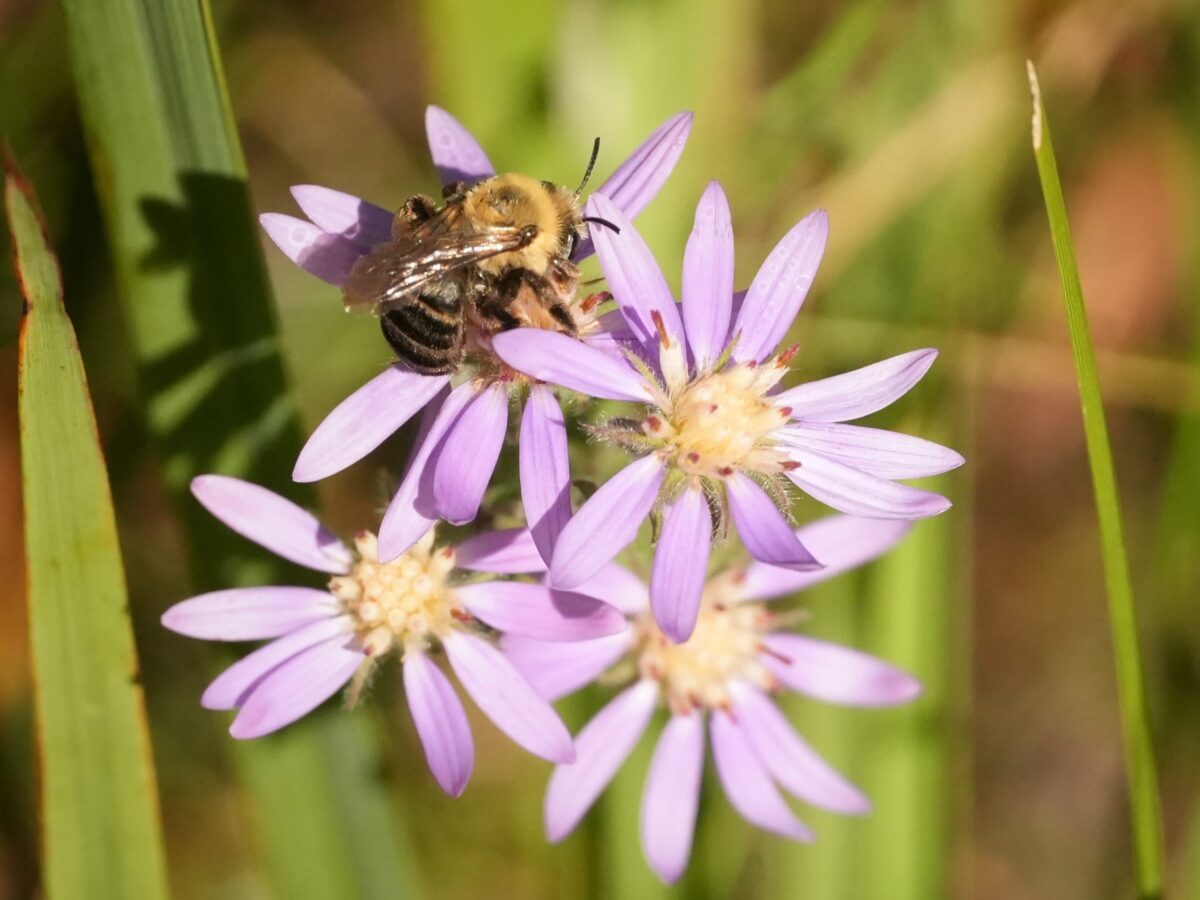 Eastern silver aster flowers with a small bee visiting.