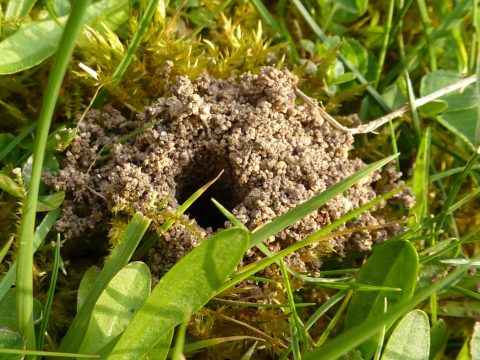 Mining bees - Florida Wildflower Foundation