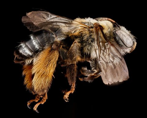 Long-horned bees - Florida Wildflower Foundation