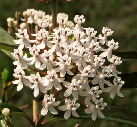 Shady landscapes - Florida Wildflower Foundation