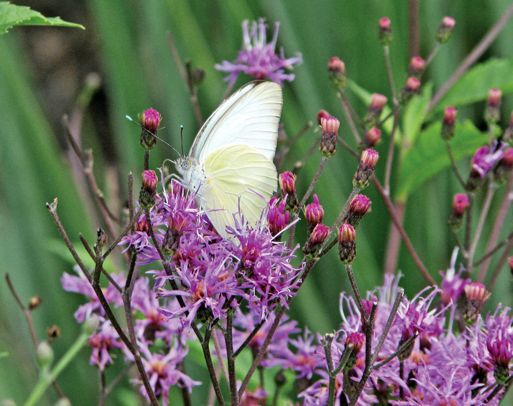 Shrubs and Perennials to Attract Butterflies