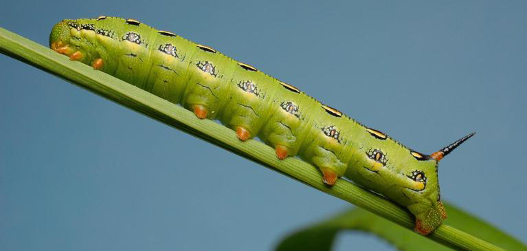 white lined sphinx caterpillar