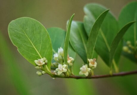 Cocoplum branch with leaves and small white flowers.