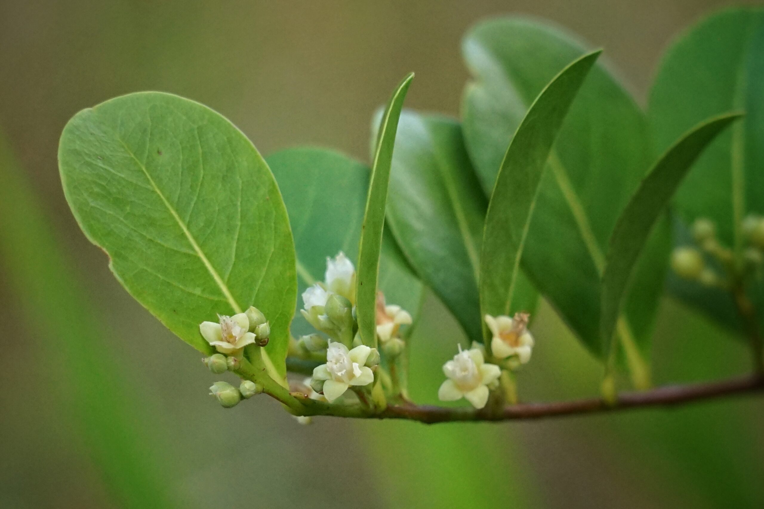 Cocoplum branch with leaves and small white flowers.