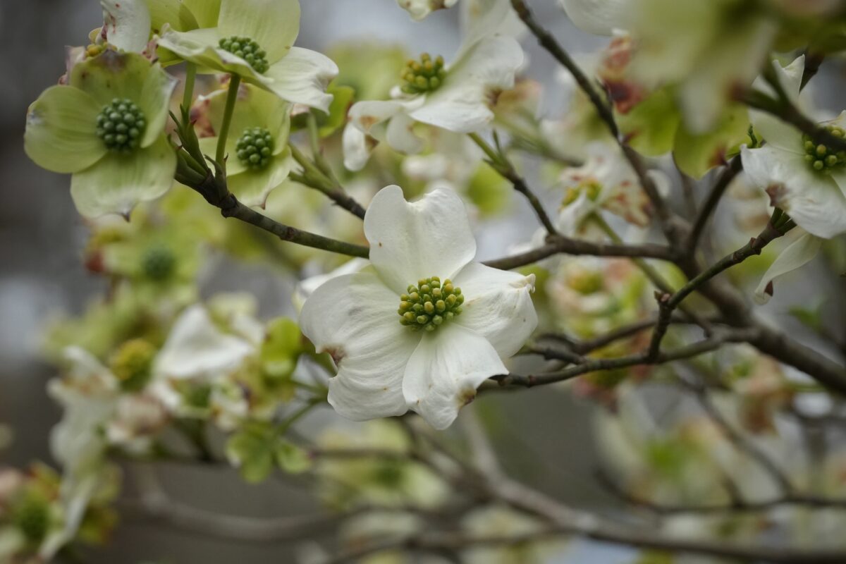 Flowering dogwood branch in bloom.