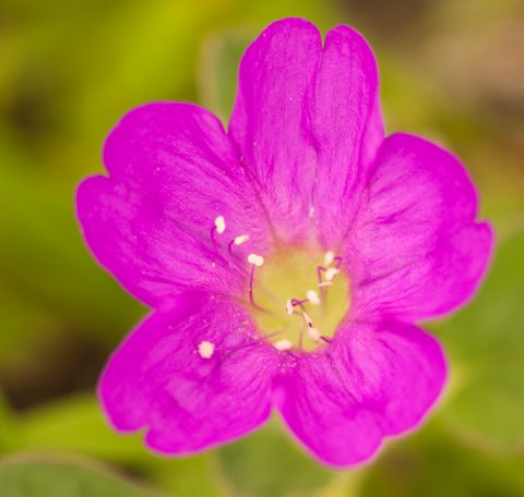 Beach peanut - Florida Wildflower Foundation