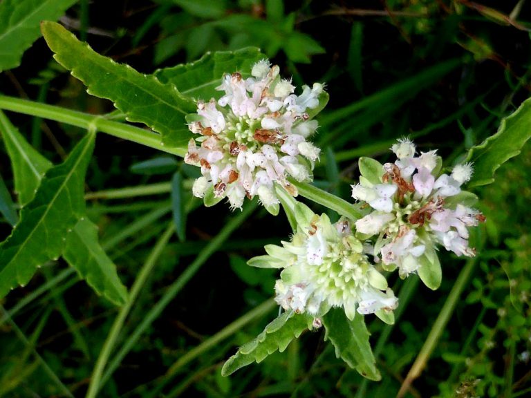 Clustered bushmint - Florida Wildflower Foundation